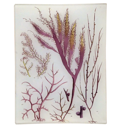 Seaweed Pl. XI Rect. Tray