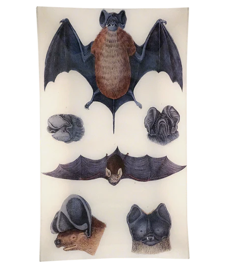 Bats 2 Rectangle Tray
