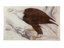 Eagle Rectangle Tray