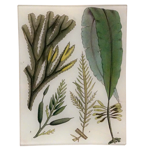 Seaweed Pl. I Rect. Tray