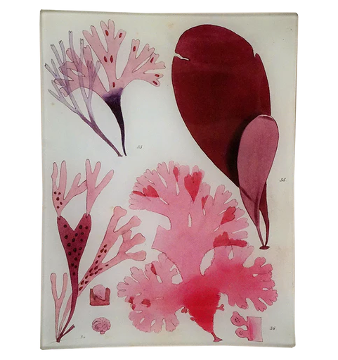 Seaweed Pl. IX Rect. Tray
