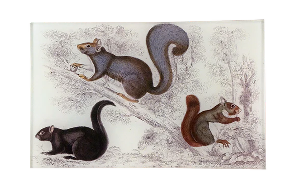 Squirrels Rectangle Tray