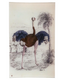 Ostrich & Palm Rect. Tray