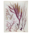 Seaweed Pl. XI Rect. Tray