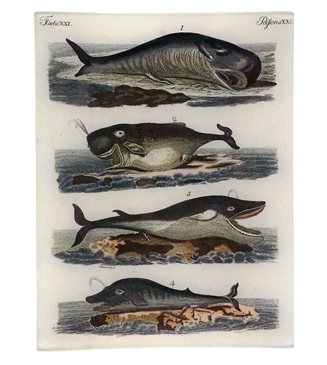 Whales XXI Rect. Tray