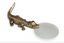 Crocodile Magnifying Glass