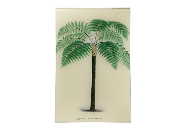 Alsophila Contaminans Palm 6x9" Tray