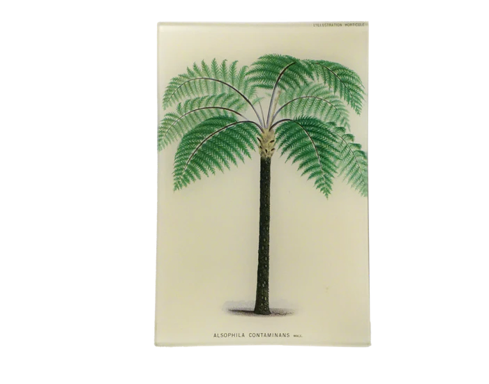 Alsophila Contaminans Palm 6x9" Tray