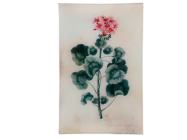 Geranium Zonale 10x16" Tray