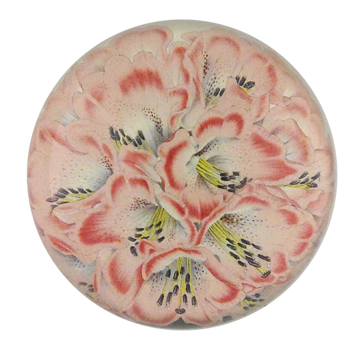 Nilagiricum Rhododendron Dome Paperweight