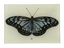 Butterfly B (Blue) 3.5x5" Tiny Tray