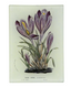 Crocus Vernus 3.5x5"Tiny Tray