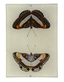 Butterfly A&B 3.5x5" Tiny Tray