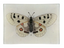 Butterfly #1 (Spotted) 4.5x6.5" Mini Tray