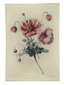 Japanese Anemone 4.5x6.5" Mini Tray