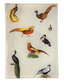 Exotic Birds 4.5x6.5" Mini Tray