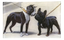 Boston Terrier and French Bulldog 5x8" Tray