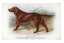 Irish Setter 5x8" Tray