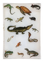 Amphibious 6x9" Tray