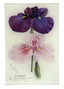 Iris 785 6x9" Tray