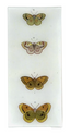 Butterflies BDFH 6x14" Tray