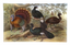 Wild Turkey & Curassows 7x11.5" Tray