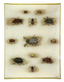 Hanneton Beetles 9x12" Tray