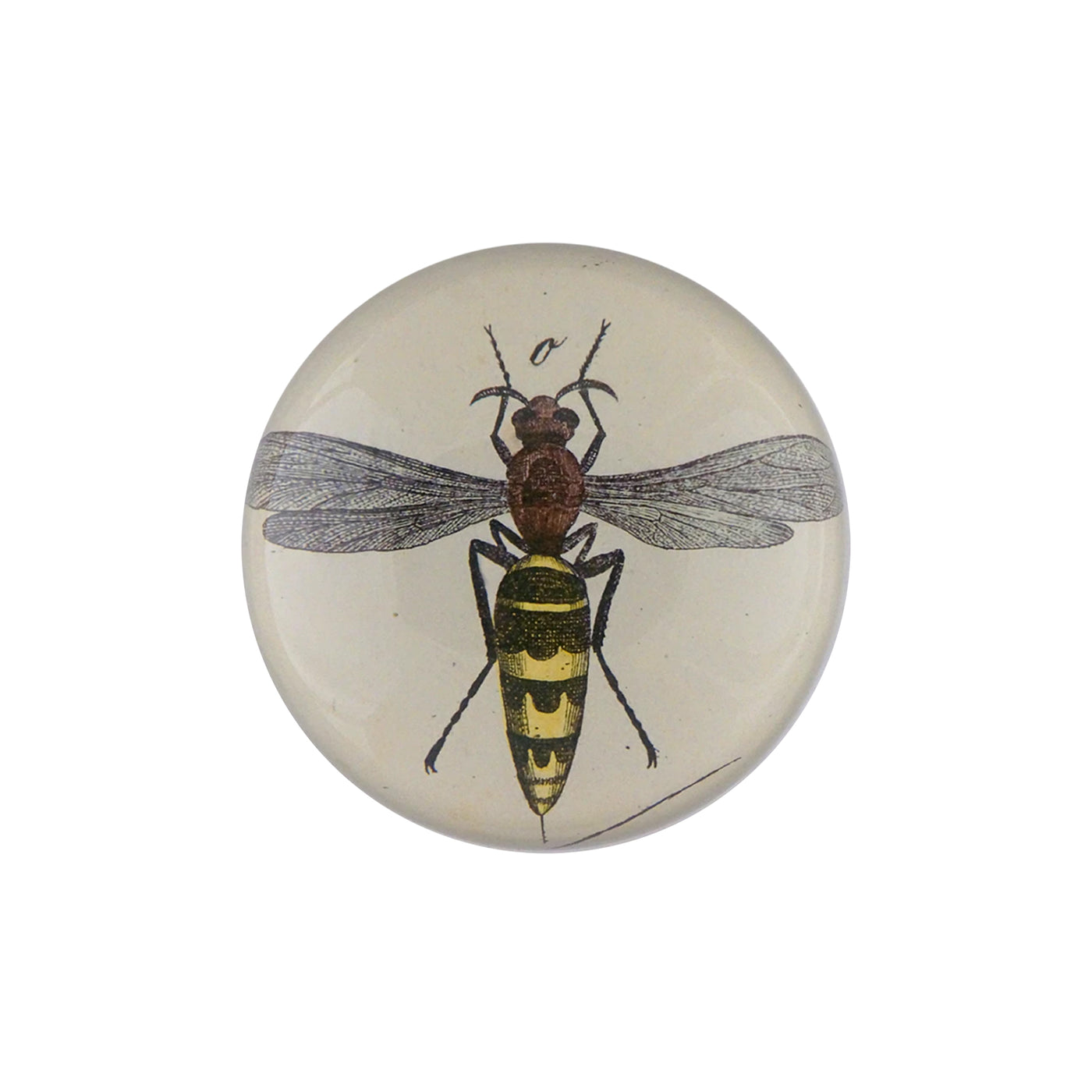 Bee O. Dome Paperweight