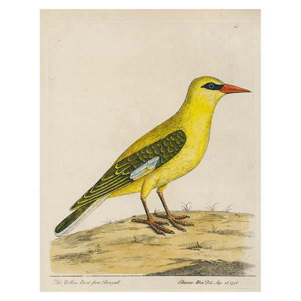 Bengali Yellow Bird Rectangular Tray
