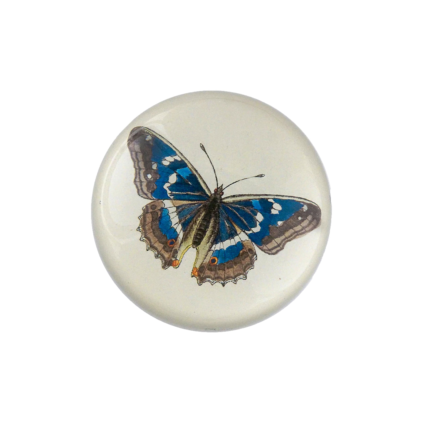 Papilio N. Iris Dome Paperweight